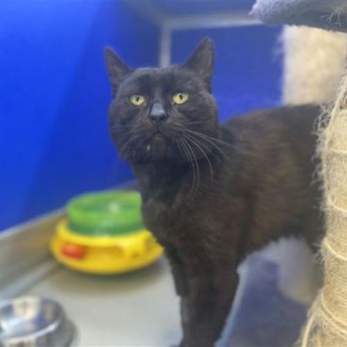 No photo for Toothless