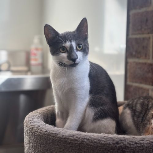 No photo for Arborio