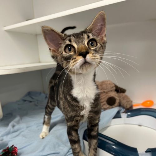 No photo for Peckish