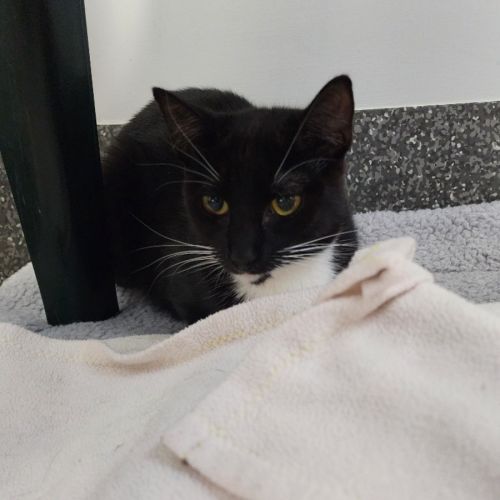 No photo for Cinderpelt