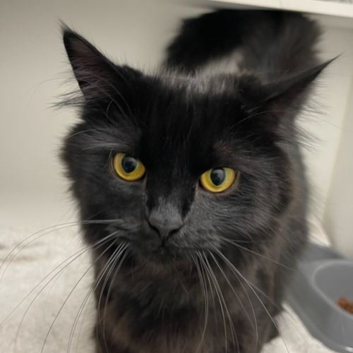 No photo for Cracker