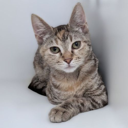 No photo for Brownie