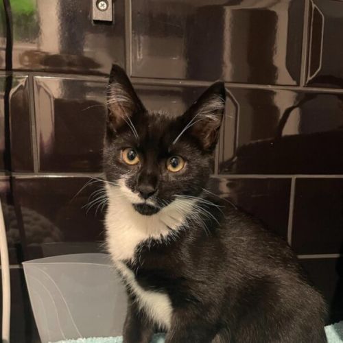 No photo for Penguin