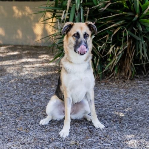 No photo for Diamond