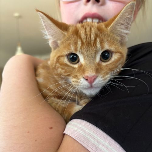 No photo for Buttons Meet Me@Hastings Petstock