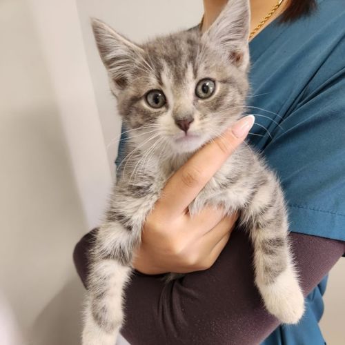 No photo for Bergamot