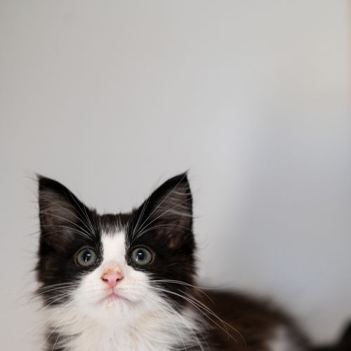 No photo for Valentine