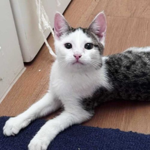 No photo for Mothman