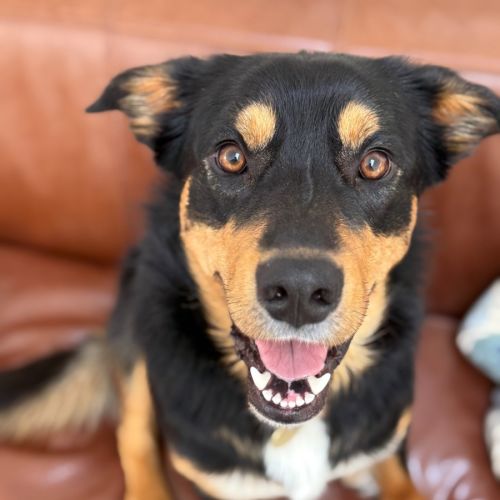 No photo for Gentlemen Jack