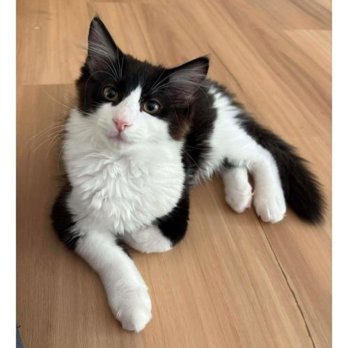 No photo for 13280   Lorcan