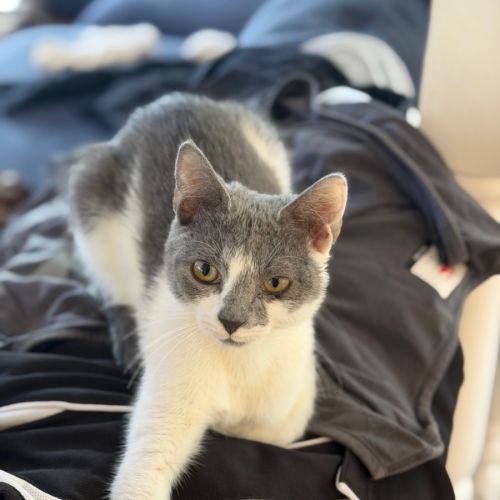 No photo for Bell   Ringworm Special $49