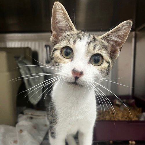 No photo for Scraggy