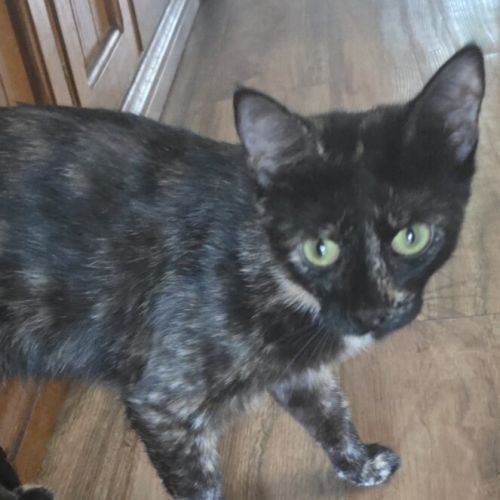 No photo for Checkers