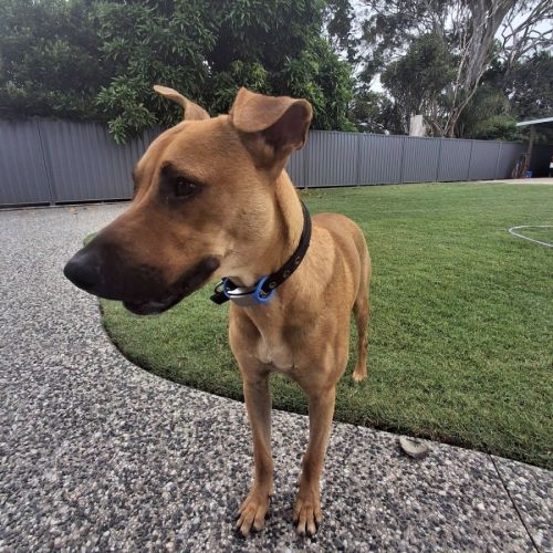 No photo for Scooby Doo 