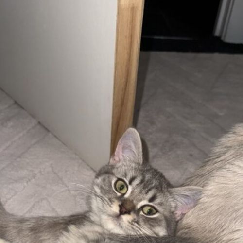 No photo for Crackerz