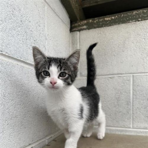 No photo for Crunchie