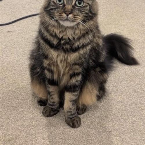 No photo for Whiskers