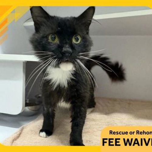 No photo for Maximus