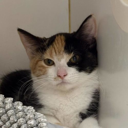 No photo for Zamazenta