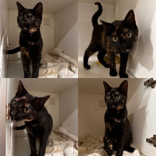 No photo for Cayenne