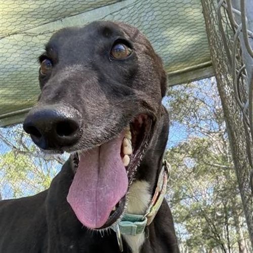 Bryaxis The Greyhound