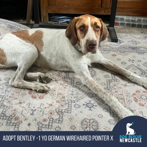Bentley - 1 Year Old German Pointer X