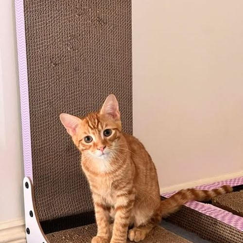 No photo for Blitzen