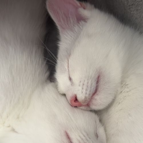 No photo for Louie & Nina