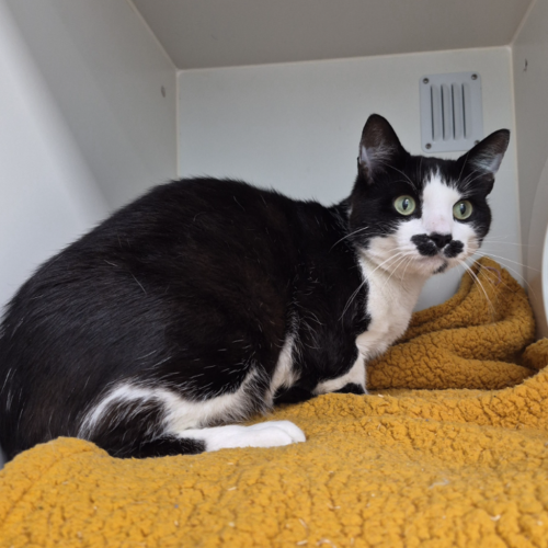 Louie (formerly Lance)