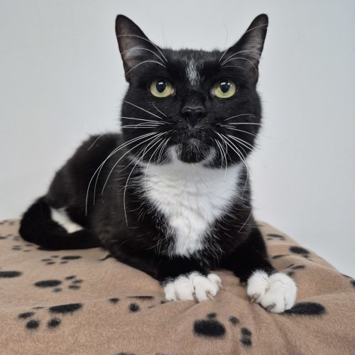 No photo for Marshmallow