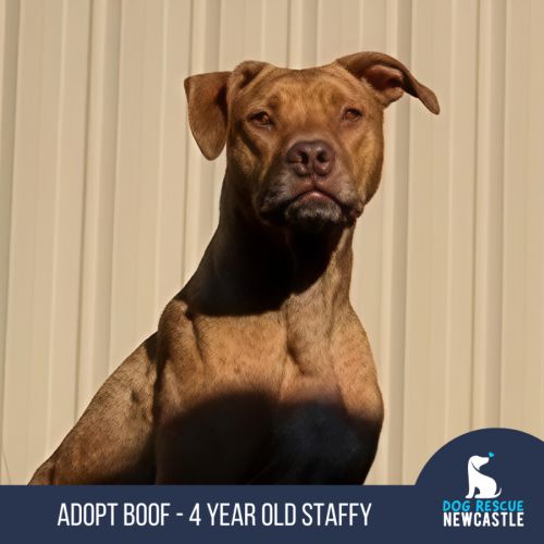 Boof - 4 Year Old Staffy X