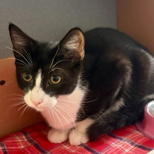 No photo for Little Foot