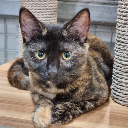 No photo for Titania