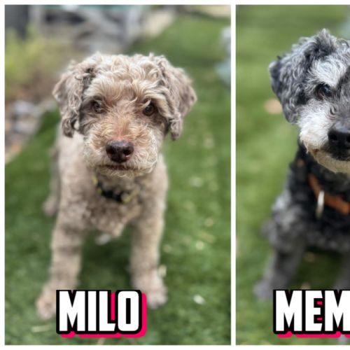Milo & Meme 