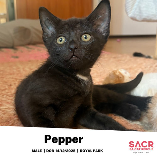 Pepper