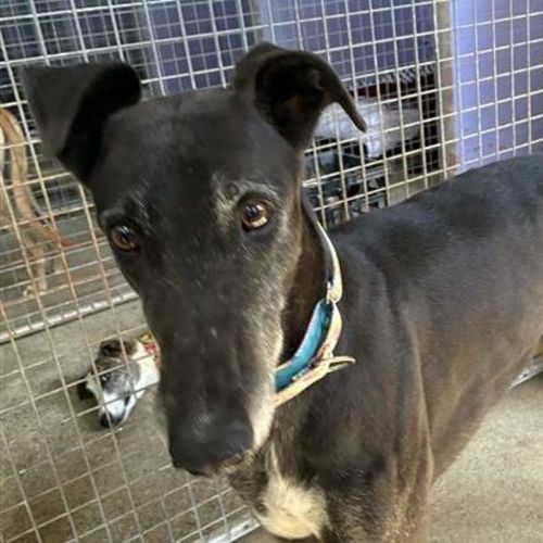 Roopaul The Greyhound