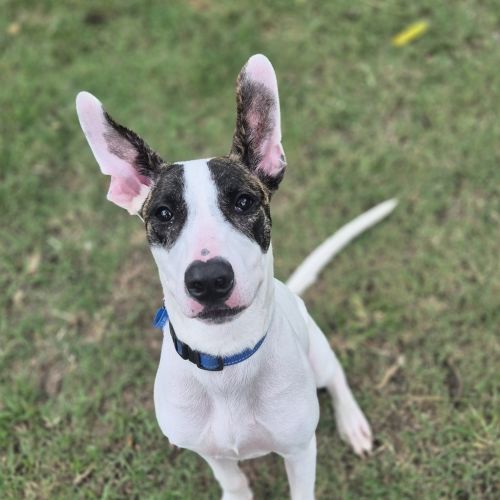 No photo for Wallace