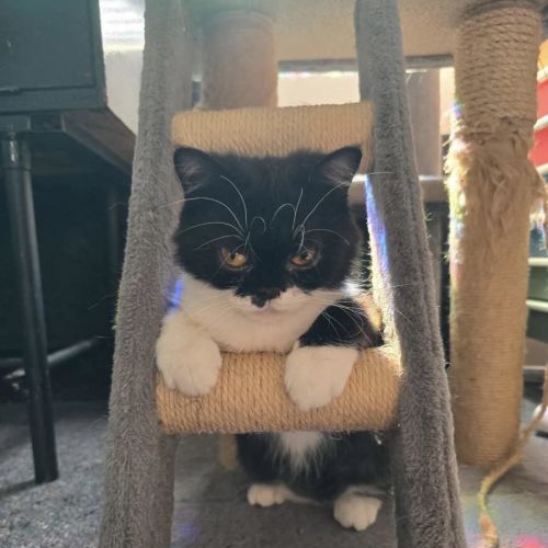 No photo for Gremlin