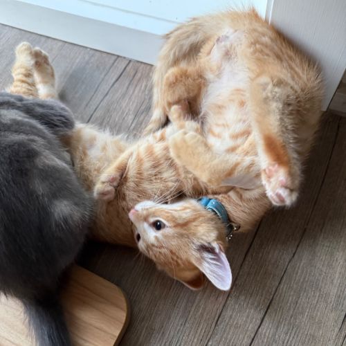 Ducky meet me at Petstock Keysborough