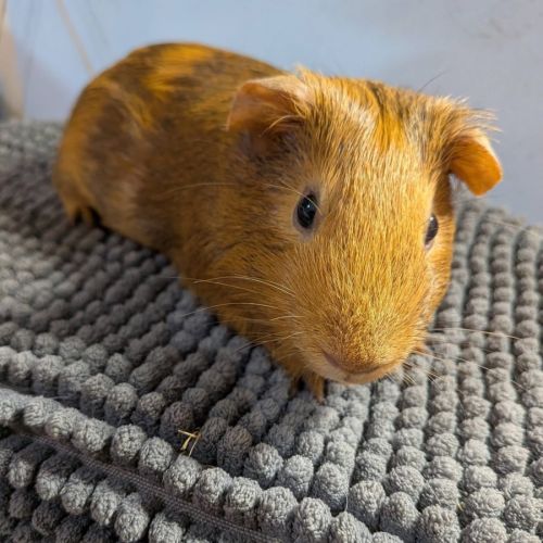 Rusty