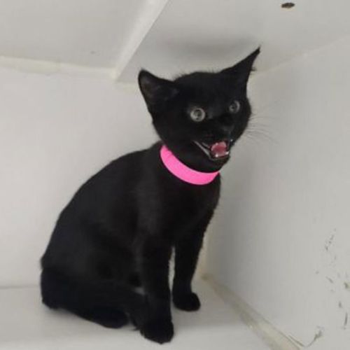 No photo for Toothless