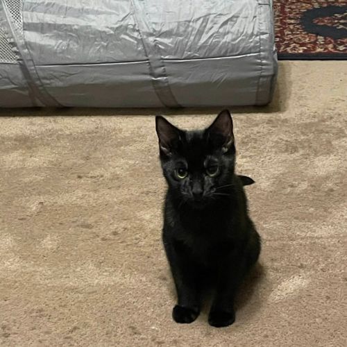 North - Meet me at adoption day in Ballarat 28/2