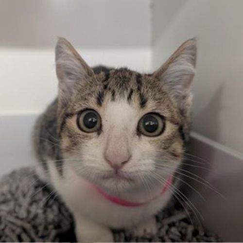 No photo for Luna
