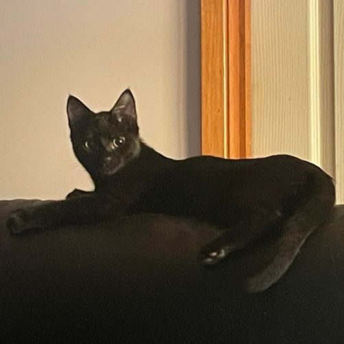 South - Meet me at the adoption day 28/2