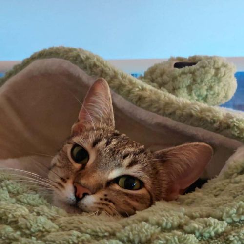 Bambi - Meet me at the adoption day 28/2 Ballarat