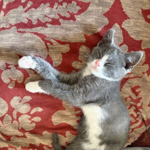 Mittens - Meet me at the adoption day 28/2