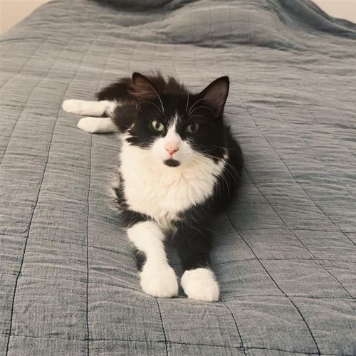 No photo for Blueberry