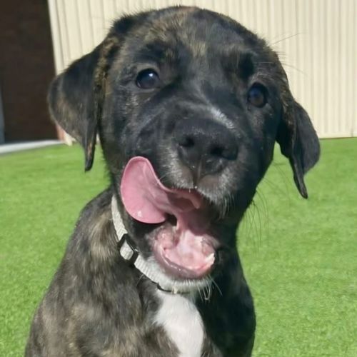 No photo for Biscuit