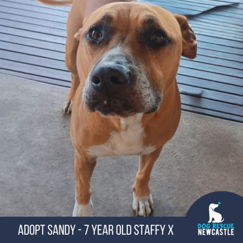 Sandy - 7 Year Old Staffy X