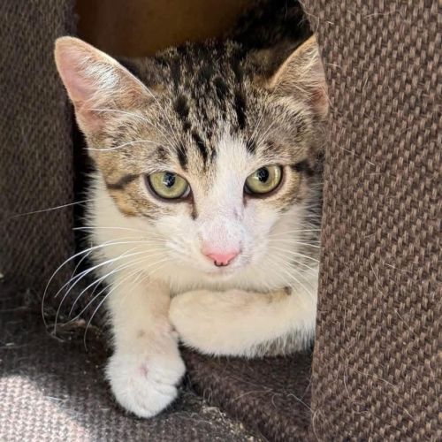 No photo for 13065   Nick